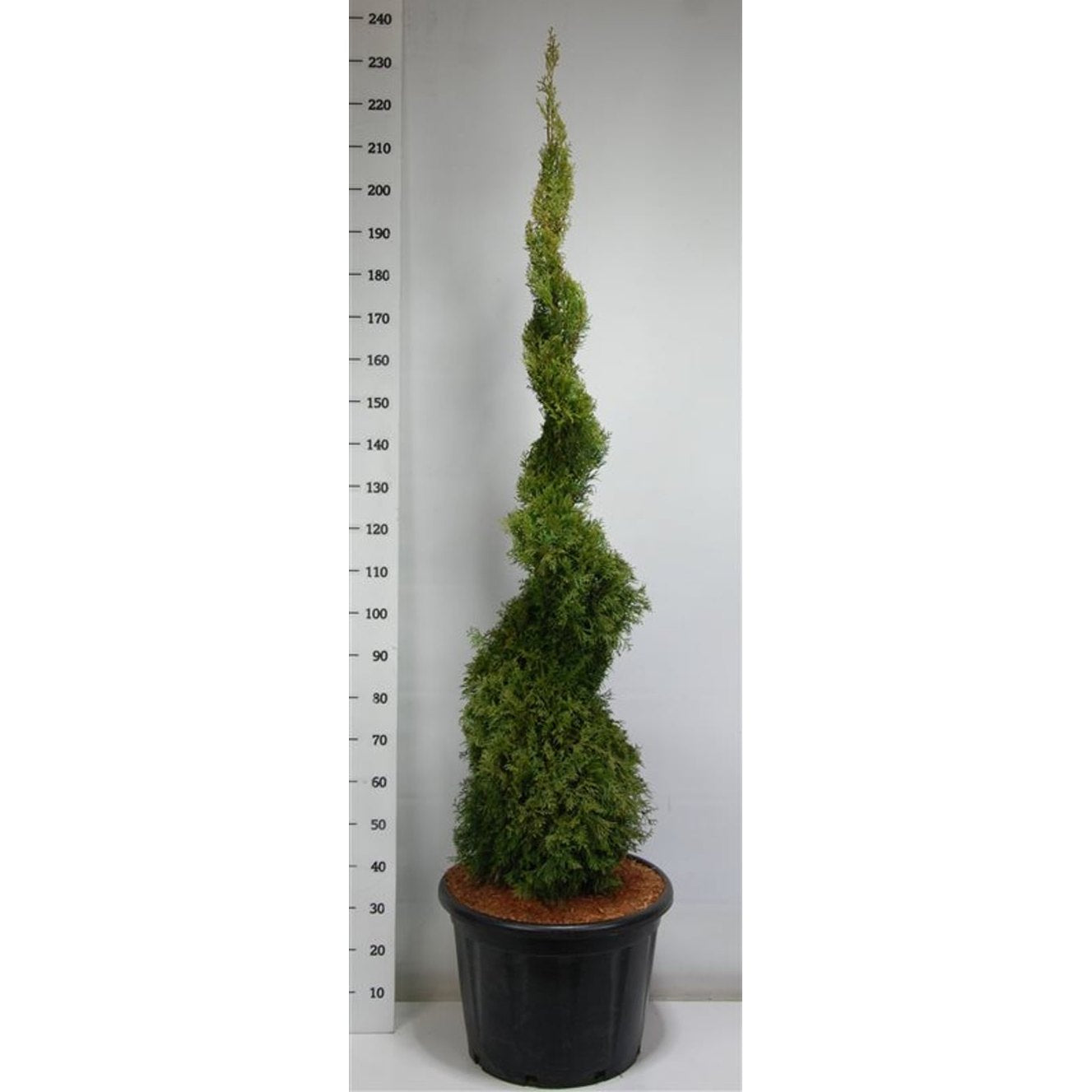 Thuja – Thuja occidentalis 'Smaragd' - C65 150-175 cm. Spiraal